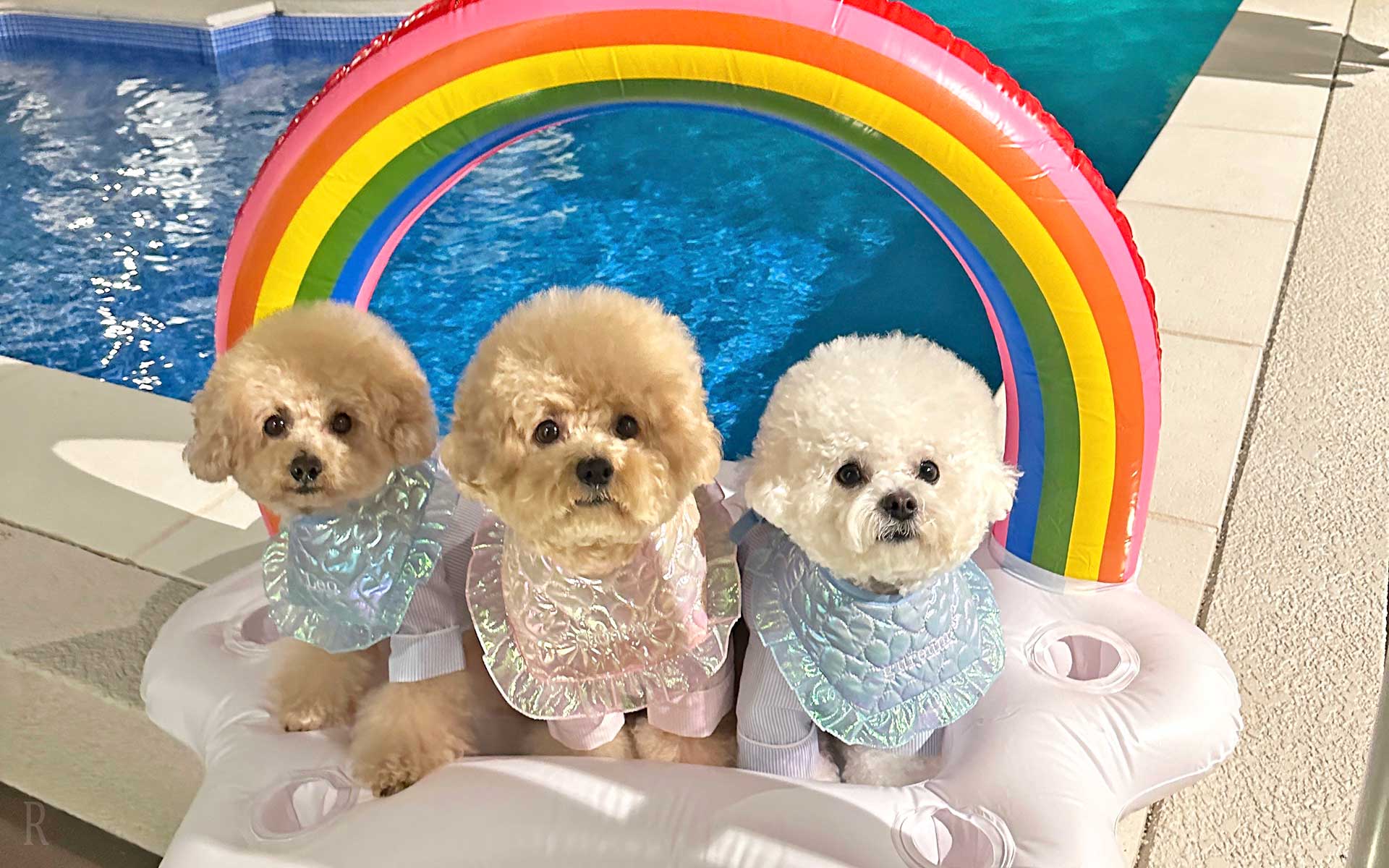 サウナの前に集合した犬たち