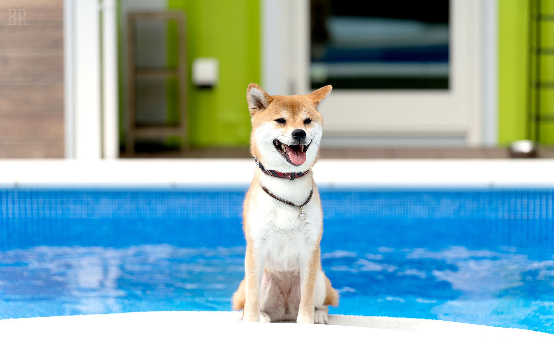 昼のプールと愛犬