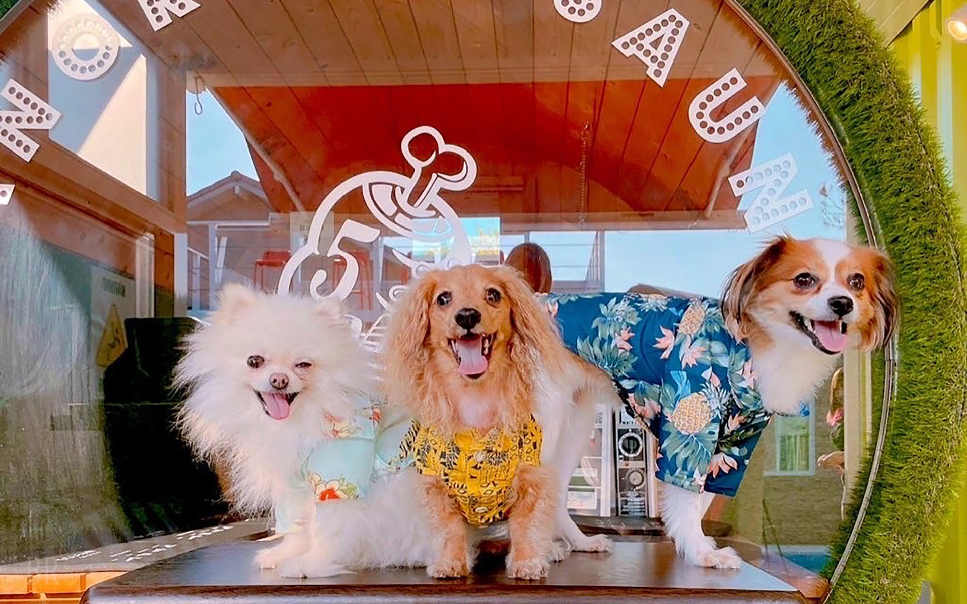 サウナの前に集合した犬たち