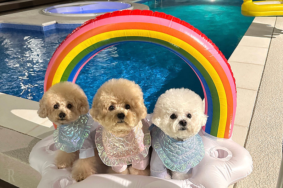 愛犬ナイトプールル